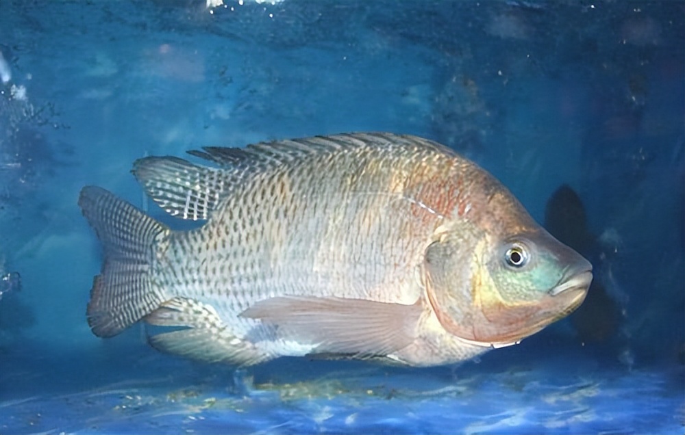 罗非鱼感染嗜水气单胞菌怎样治疗,罗非鱼病毒