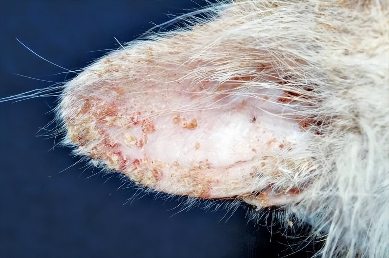 猫中耳炎会引起头颤抖吗,猫咪歪头中耳炎在家里治疗