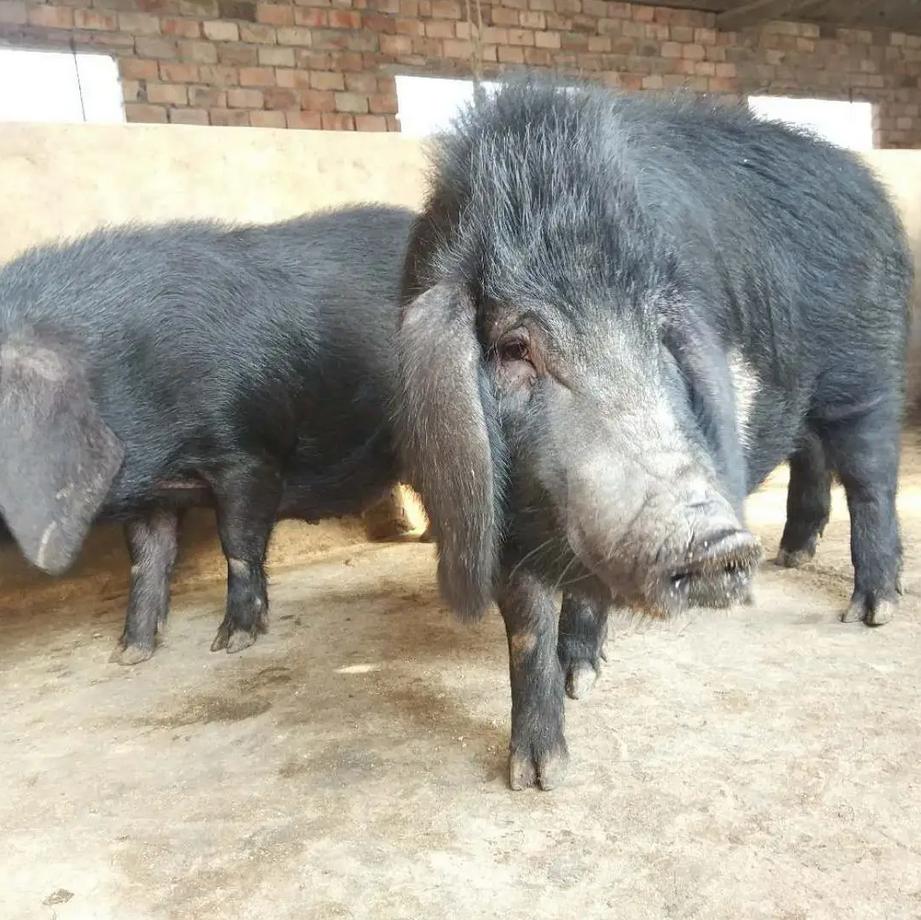 2009年，男子花6万买瘸腿病猪当宝贝养，8年后病猪帮他年入3000万