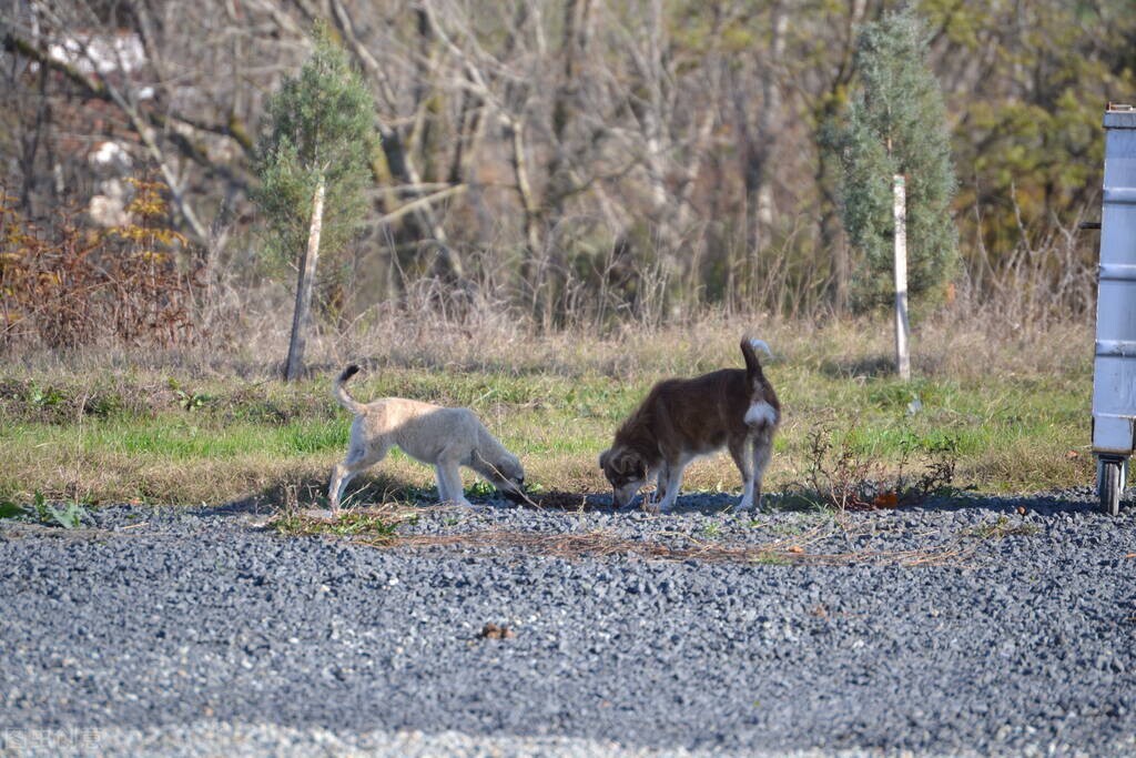 明日小满，记得“4事不做，2物不吃”，家人少生病，长夏不受苦