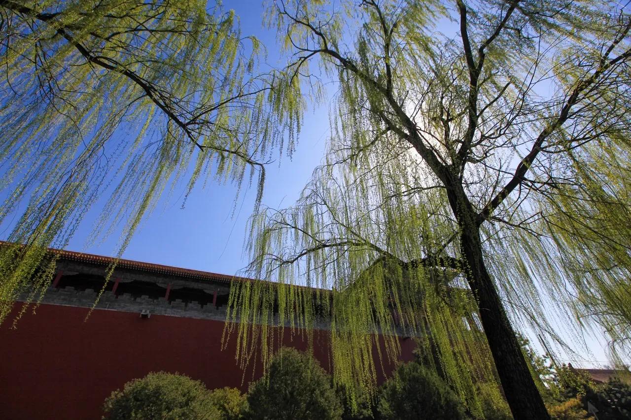 古人笔下那些绝美的柳诗词,古诗唐代诗人咏柳