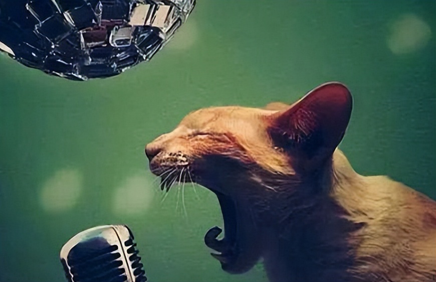 你必须要知道的宠物知识,猫咪必须打完三针疫苗才能绝育吗