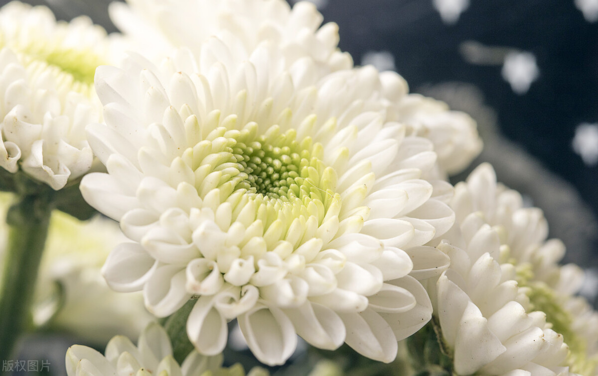 从梅花到兰花，探寻中国四大名花的文化底蕴