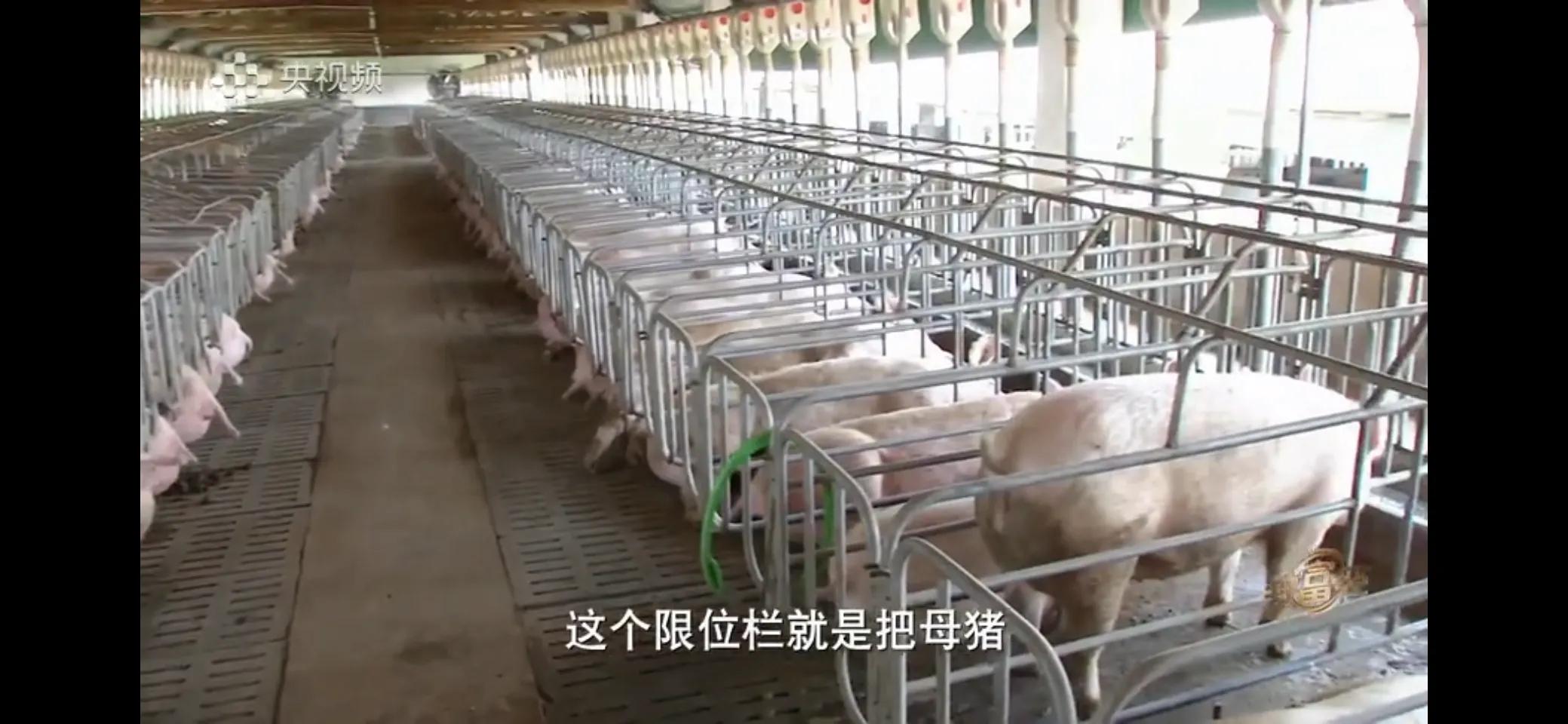 小伙子养猪5年后挣钱5多亿,农村小伙养猪赚过亿