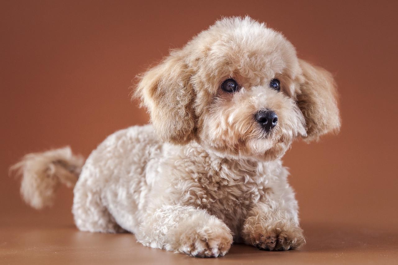 怎么给泰迪幼犬梳毛,怎样给泰迪正确梳毛