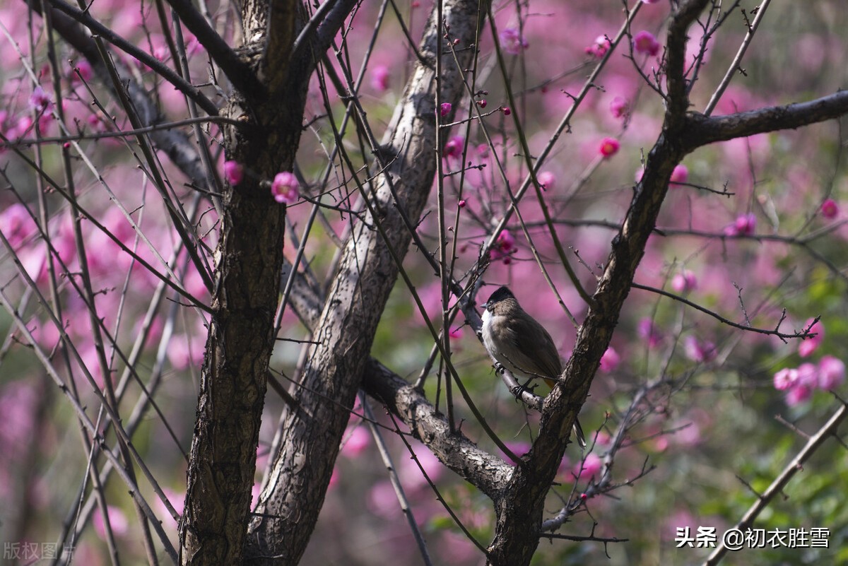 冬天关于梅花诗,24节气关于梅花的诗