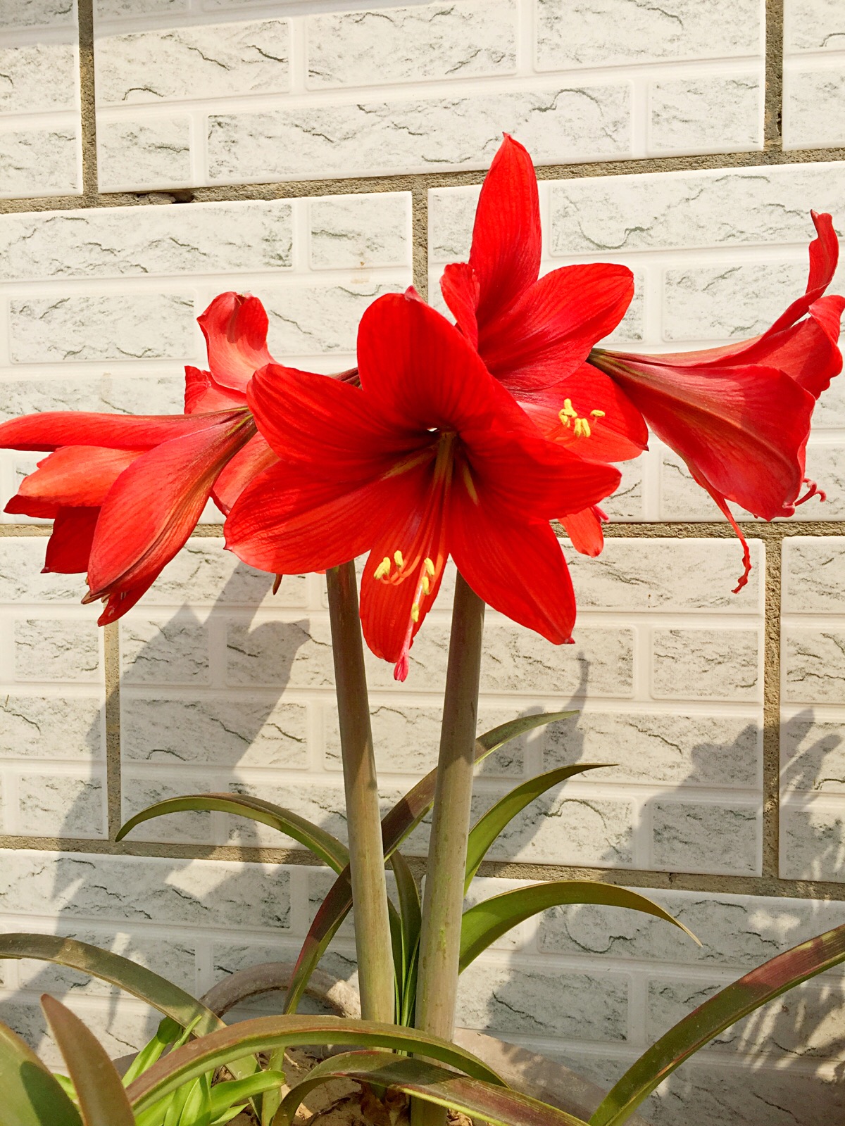 适合春季赏花的花,视觉盛宴五种赏花名花供您选择