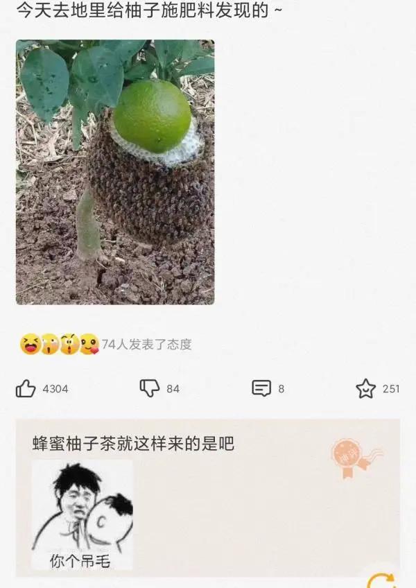 关于鞋子神回复,盘点网友们的神回复新鞋