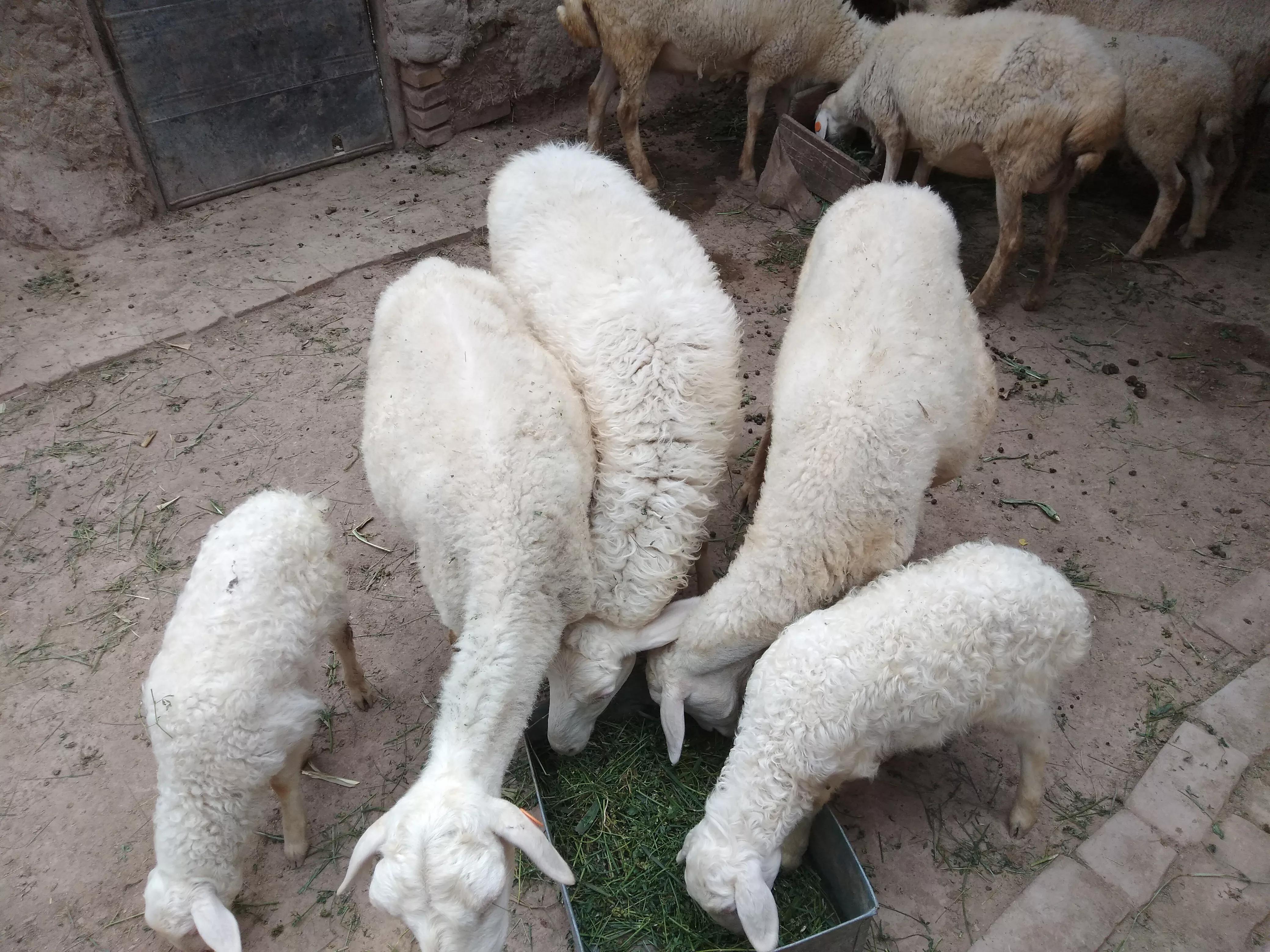 羊价为什么会跌这么多,最近几年羊价走势如何