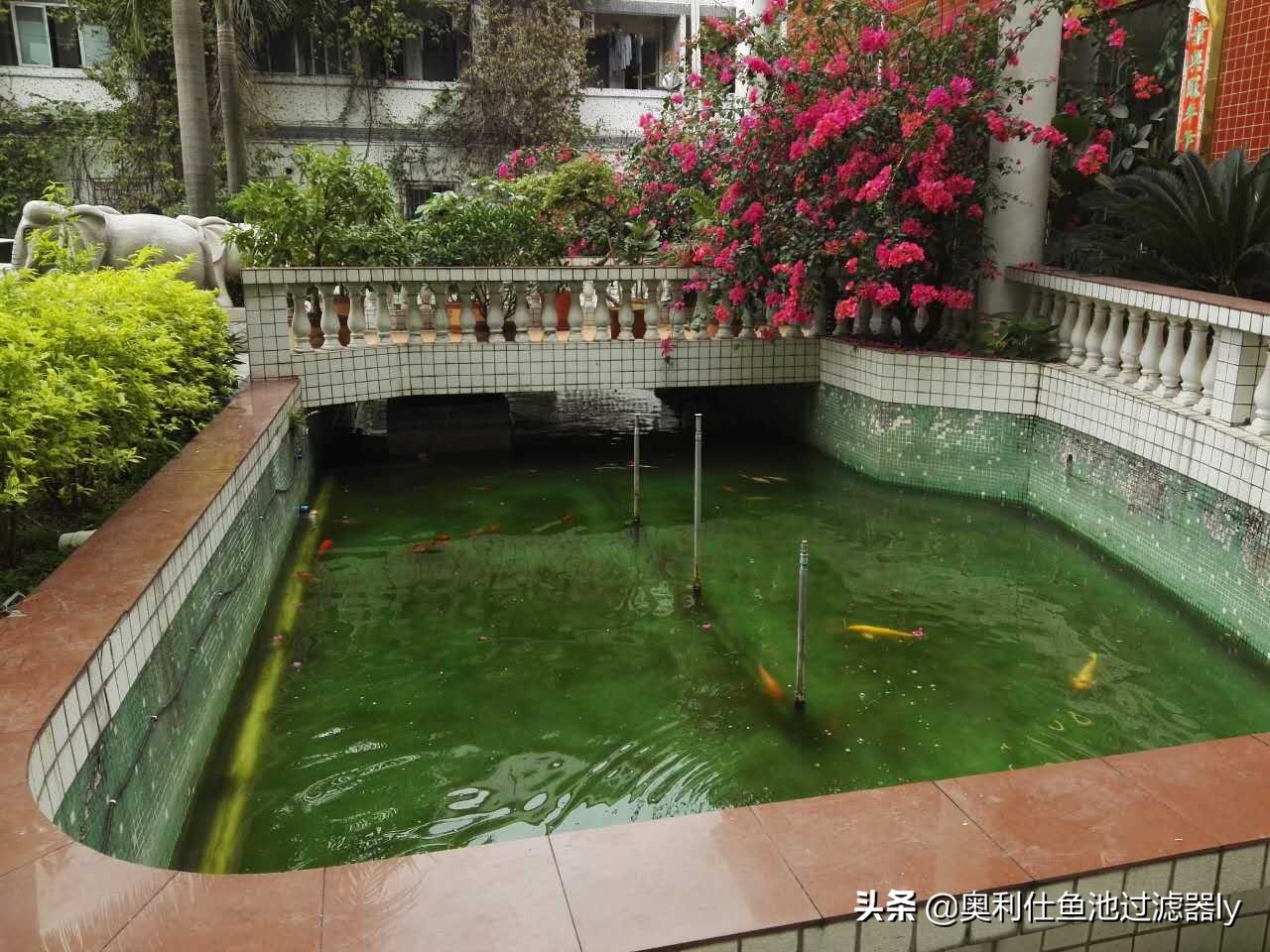 锦鲤鱼池多久换一次水,锦鲤水浑浊绿