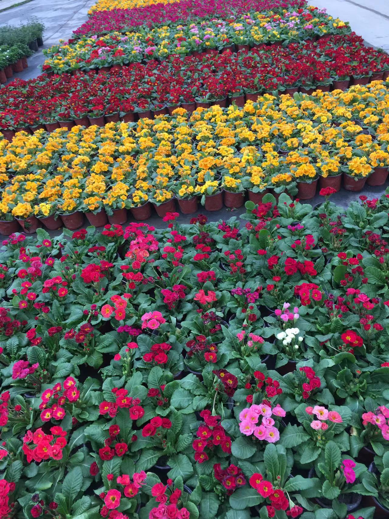 成都春天花卉市场哪里最便宜,成都温江区最便宜的花卉市场