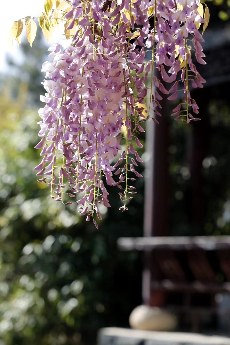 踏青寻找春季最美的时光,寻找最美春天春花烂漫正当时