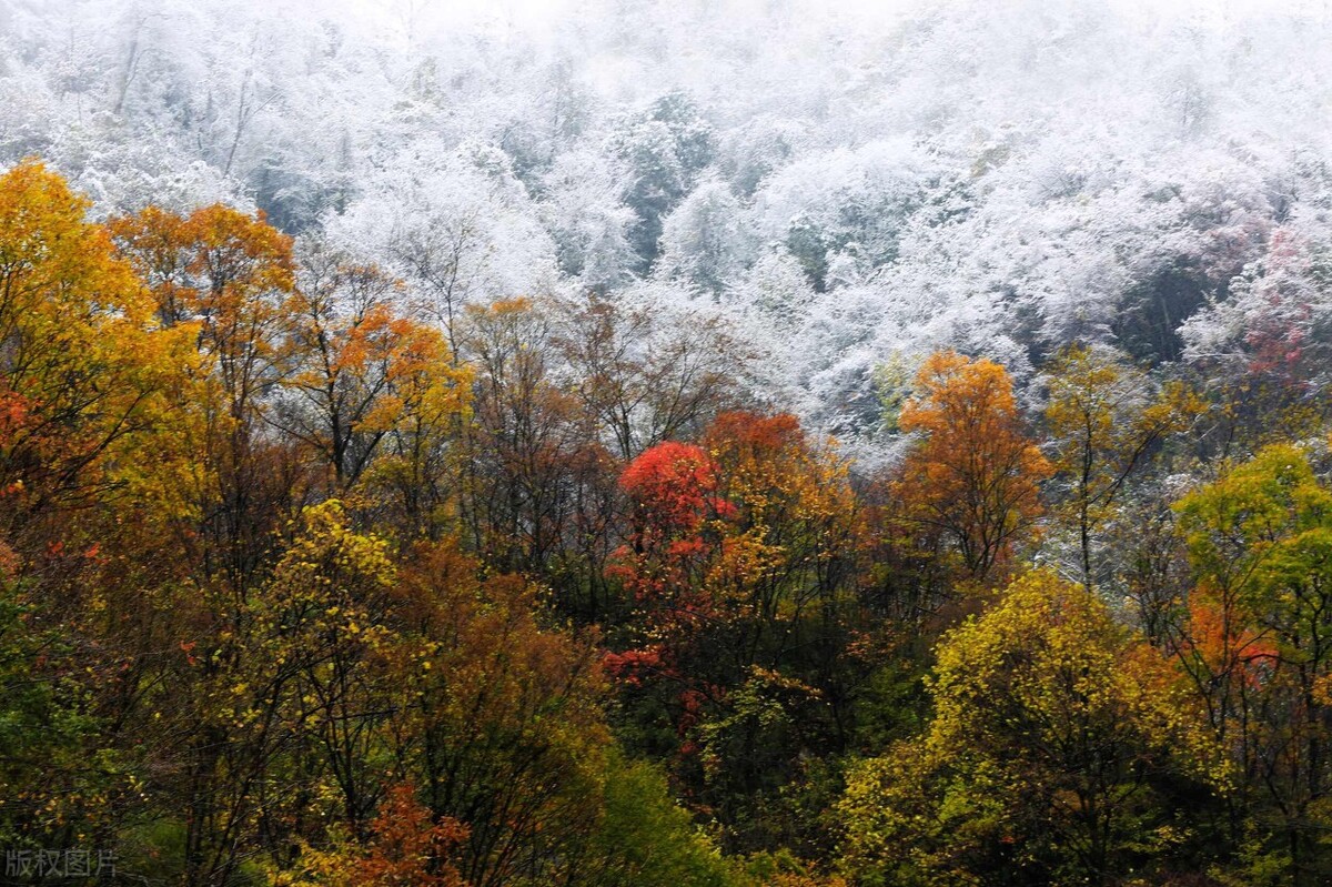 刘加林：昌江仲冬宅家避疫|邹晓华：气温骤降|金登仁：釆柿春夜