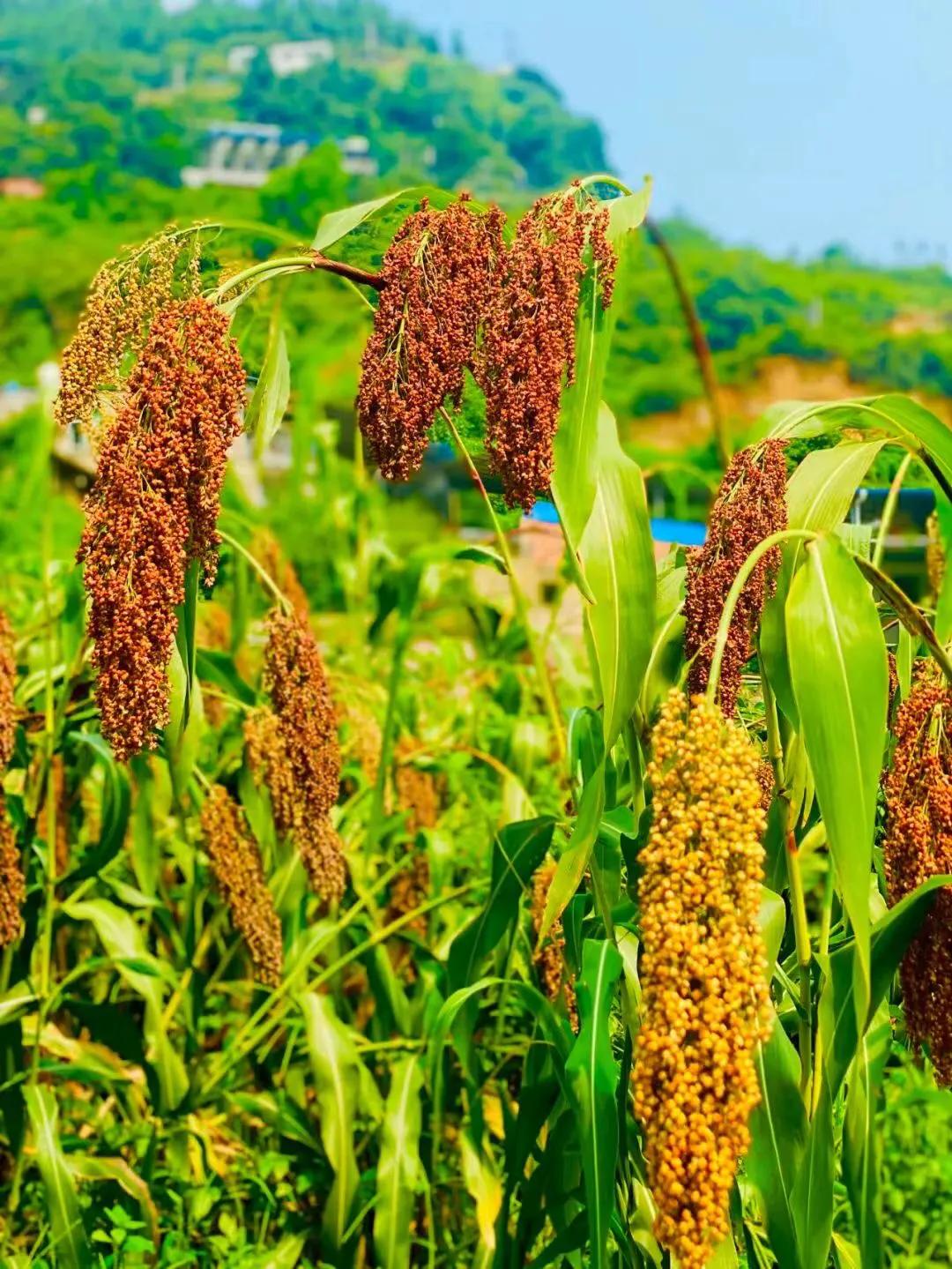 庆丰收迎盛会，首届古蔺高粱丰登节将于8月20日上午8点开幕