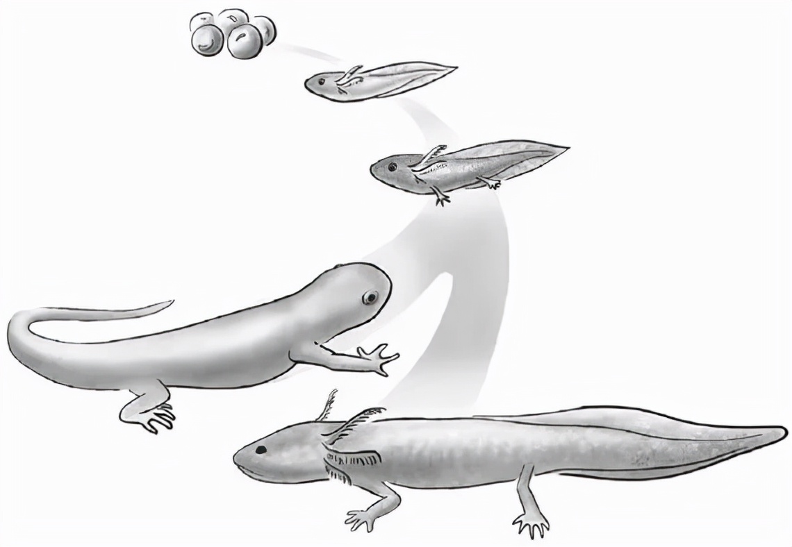 距今1.7亿年，重庆发现亚洲最古老剑龙，物种起源背后究竟有何秘密？