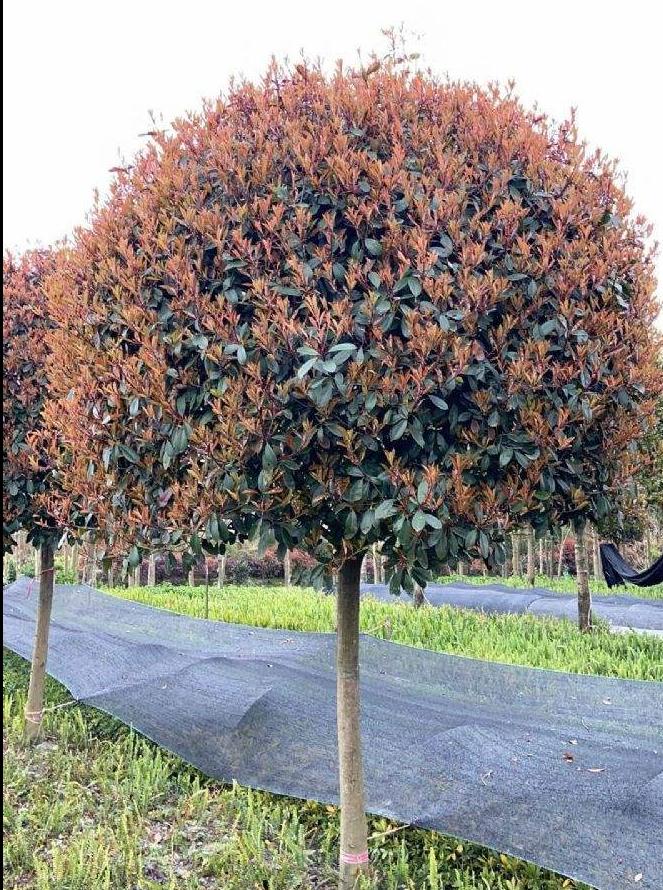 森禾红叶石楠,森禾2.0