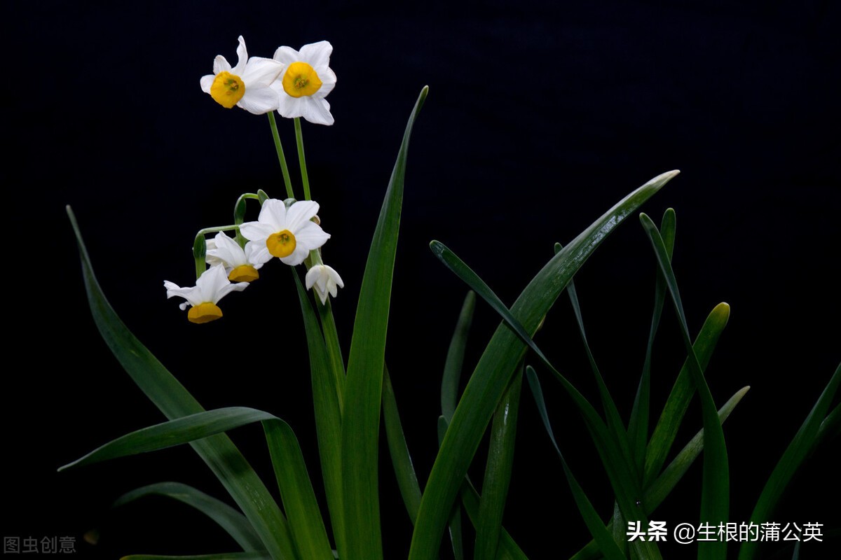 水生花卉栽培方法和技术,十种常见水生花卉