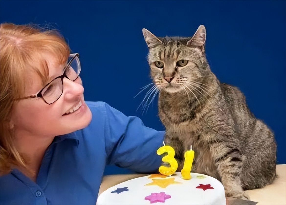 中华田园猫怎么养,中华田园猫为什么不建议养