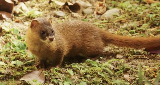 晚上看到黄鼠狼进鸡窝偷鸡吃,半夜回家碰到黄鼠狼