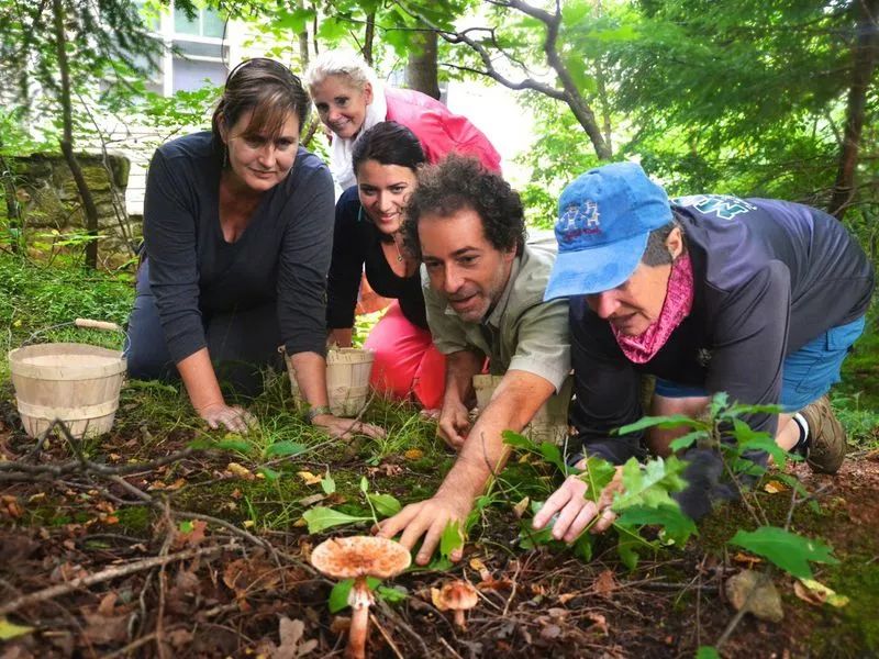 华人美国挖野菜，吃罚单？在纽约是这样挖蕨菜、韭菜、荠菜的