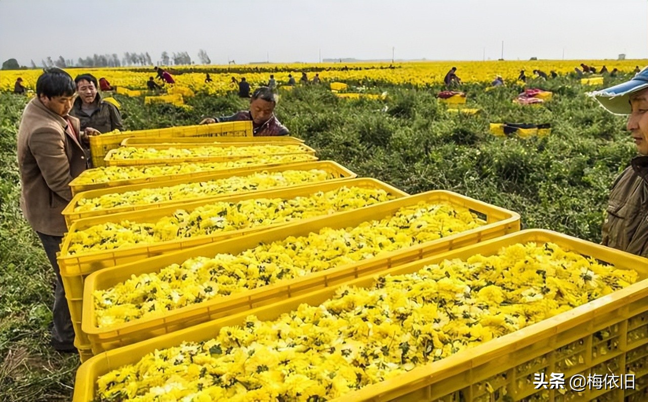 被低估的十大名茶,哪个品种的菊花口感好