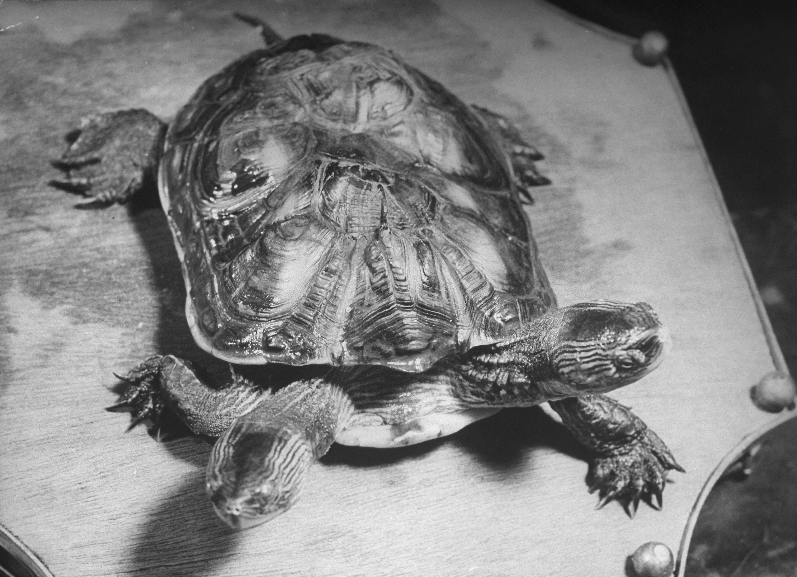 八十年前的中药,以前80年代的药品