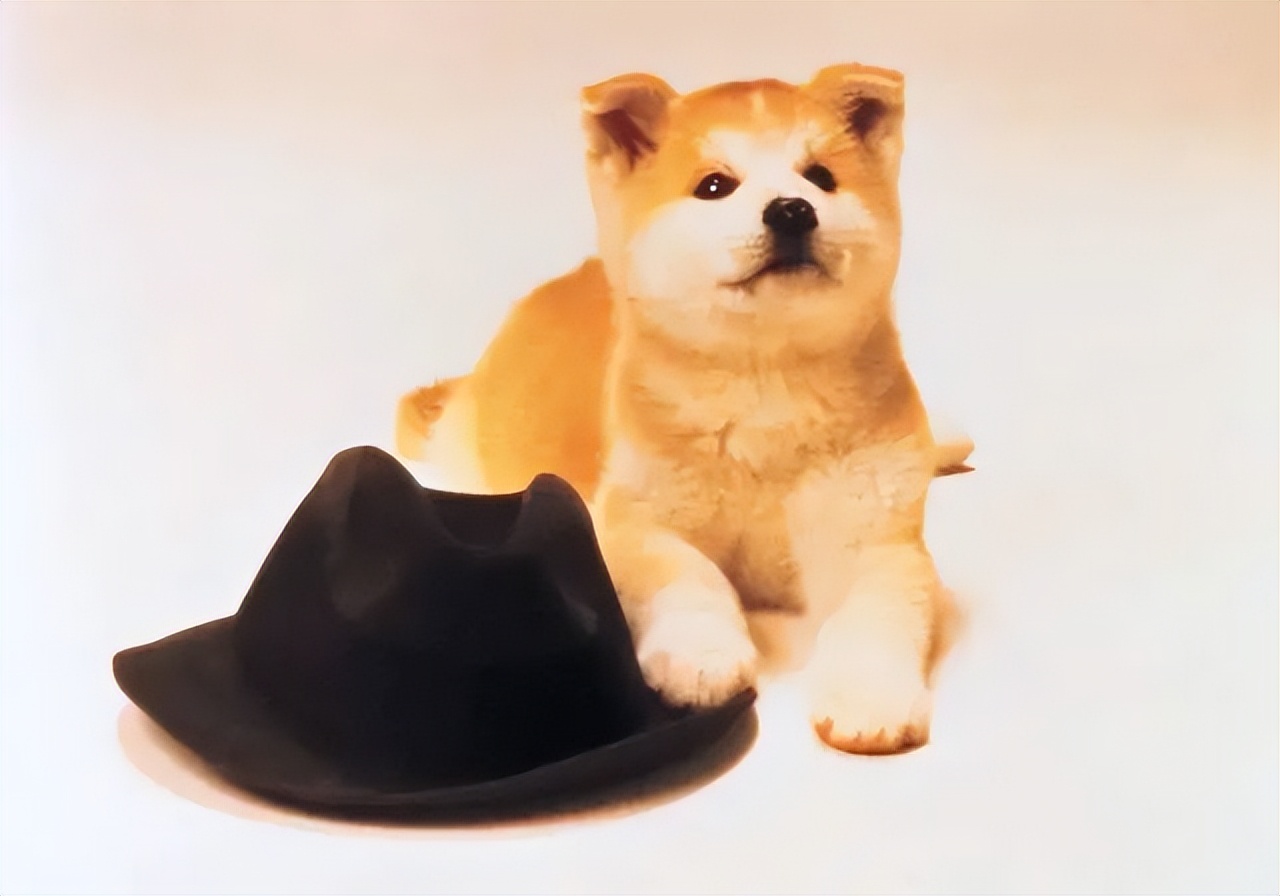 日版忠犬八公几个版本 (日本忠犬八公物语电影完整版)