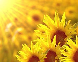 兴趣是最好的老师作文记叙文,兴趣是最好的老师高中作文800字