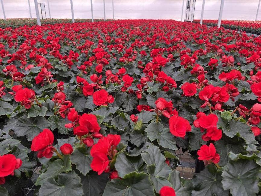 年宵花的市场在哪里,鲁西南花卉市场集市