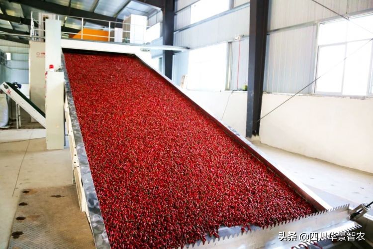 华景辣椒烘干机,湄潭洗马乡杨家山烘干辣椒