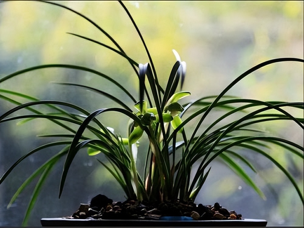 为什么兰花受这么多人吹捧,兰花为什么这么受欢迎