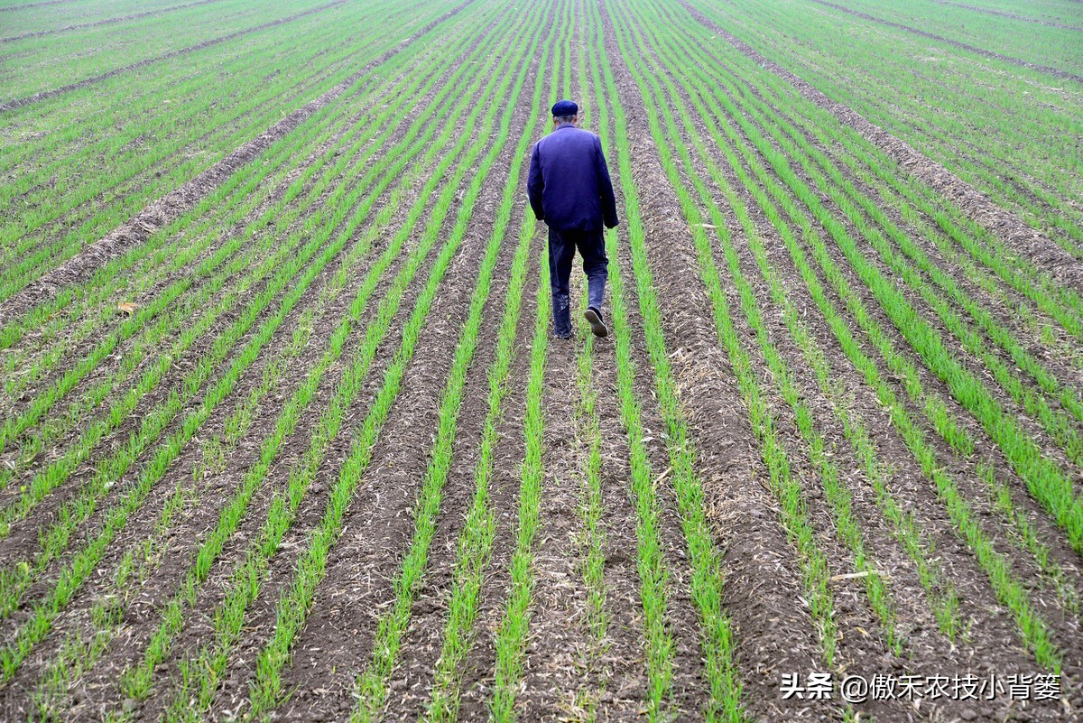 小麦春季苗黄苗弱苗怎么补救,小麦黄苗死苗什么原因怎么补救
