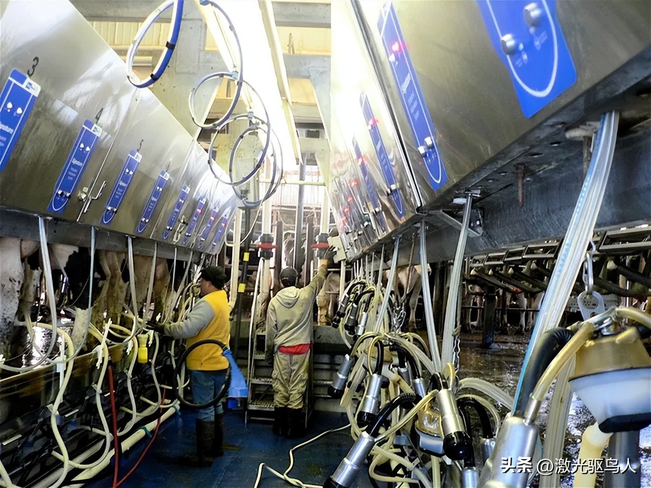 为什么你会选择这个岗位,奶牛场有啥工作好做