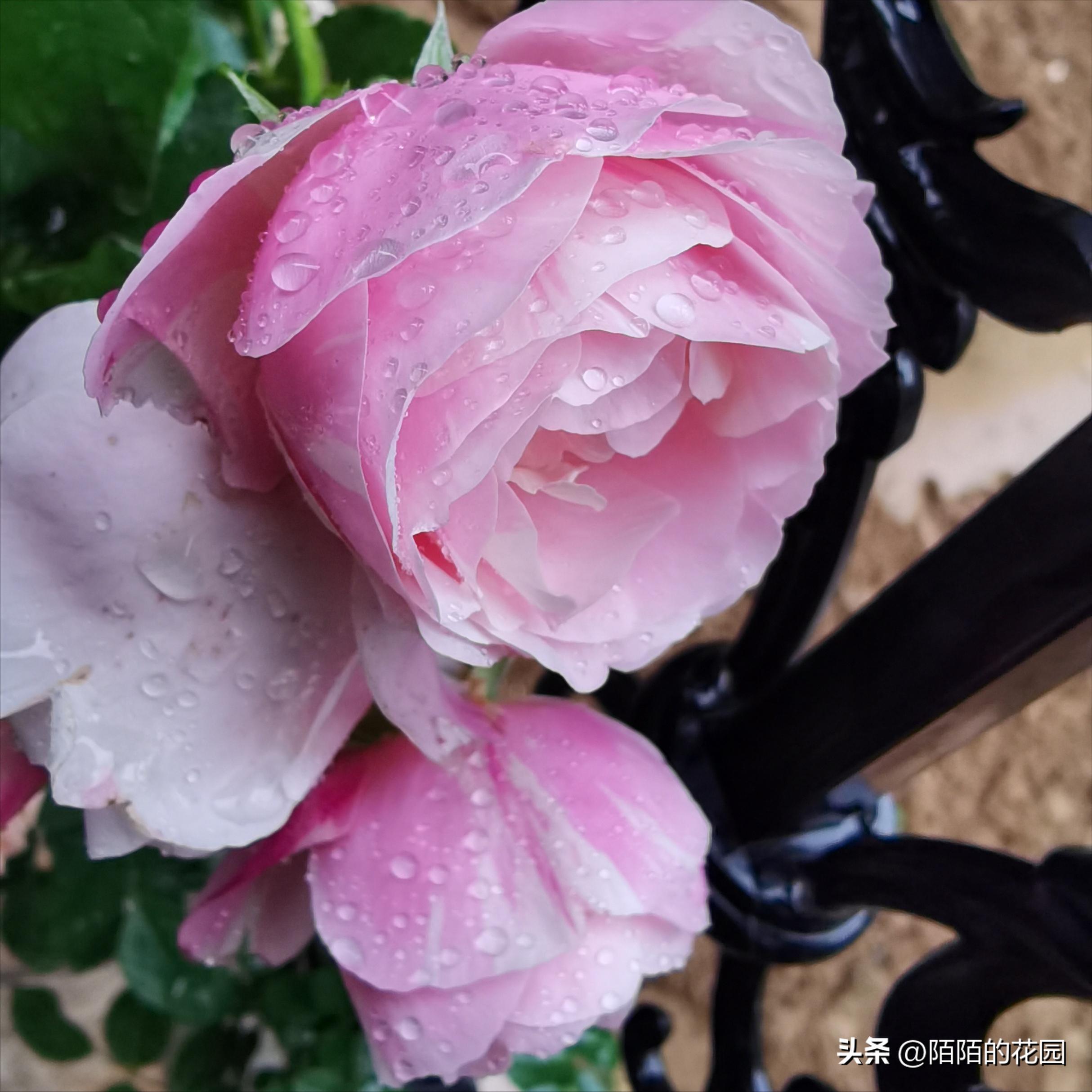 夏季浪漫月季怎么养殖,月季情书的养护