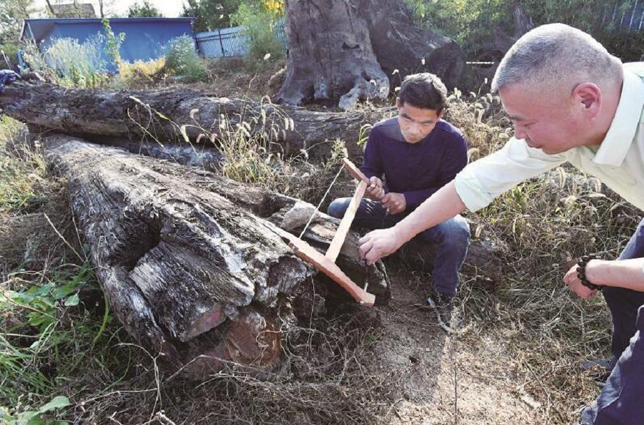 一棵树25亿金丝楠木凭什么这么贵,价值连城金丝楠木为什么没人种