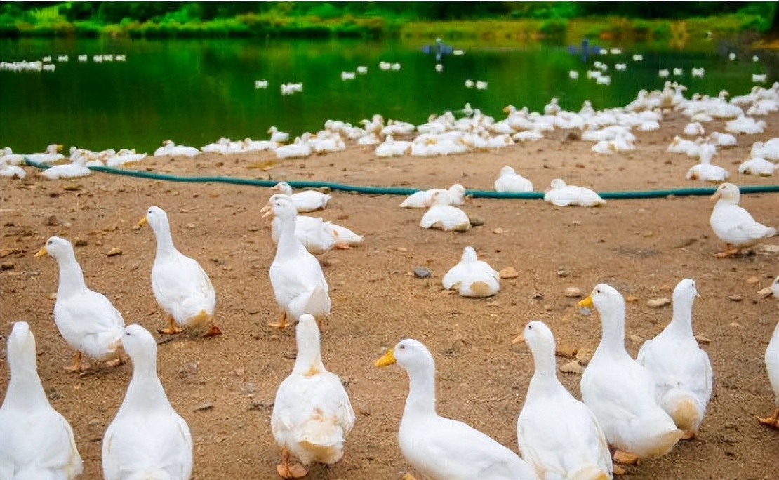 鸭子预防霉菌,大鸭容易感染霉菌病吗