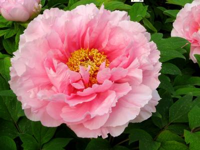 抑郁不开心长斑月经不调失眠多梦还头疼，不如按一按四关穴！