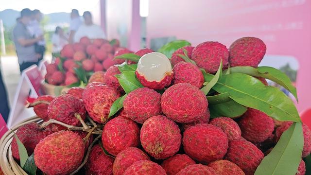 妃子笑荔枝破价预售,妃子笑荔枝一颗卖出天价