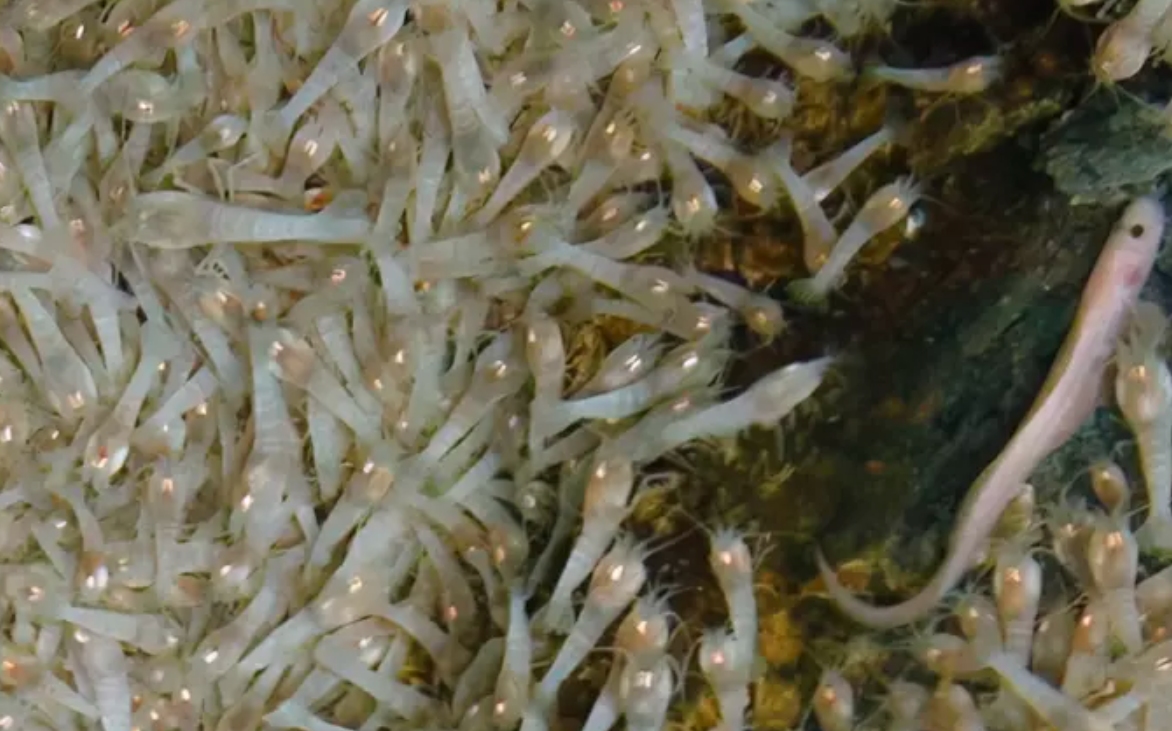 热液盲虾生活在450℃海底热泉旁，数量惊人，能不能用来烫火锅？