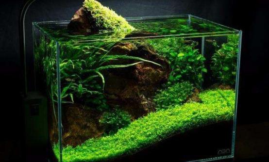 鱼缸玻璃内壁脏了怎么清洗,清洗鱼缸过滤棉的正确方法