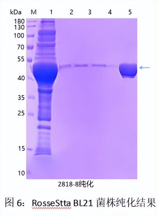 原核表达重组蛋白原理,高中原核蛋白翻译过程