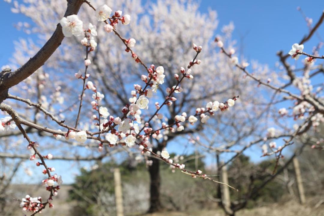 沈阳赏花公园推荐,沈阳附近杏花风景