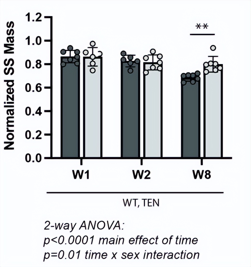 核因子,NFκB,在临床治疗上,是否与腱切断术的肌肉萎缩无关?