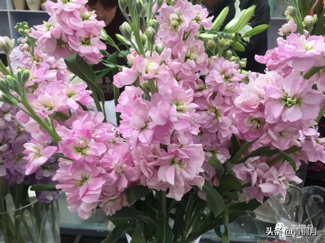 郭小川甘蔗林青纱帐原文赏析,郭小川青纱帐甘蔗林创作背景