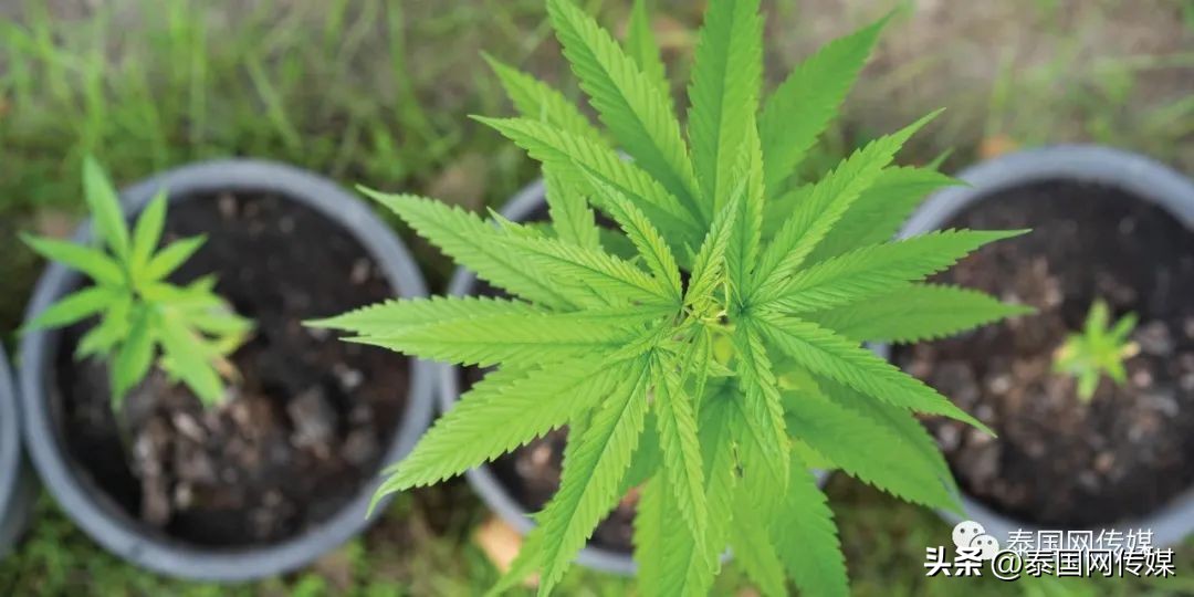 回国要接受随机抽检？！那些碰过*麻大**的人，真的要“完蛋”了？