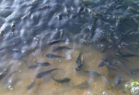 长江鱼类数量增多,长江鱼类目前现状