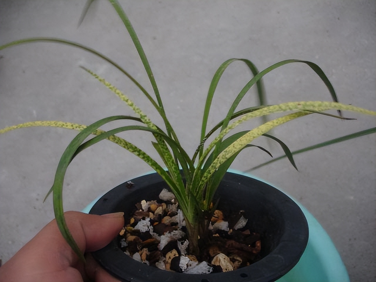 为什么兰花受这么多人吹捧,兰花为什么这么受欢迎