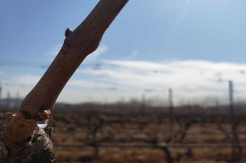 蛇龙珠烟台张裕卡斯特酒庄,张裕卡斯特酒庄蛇龙珠干红葡萄酒