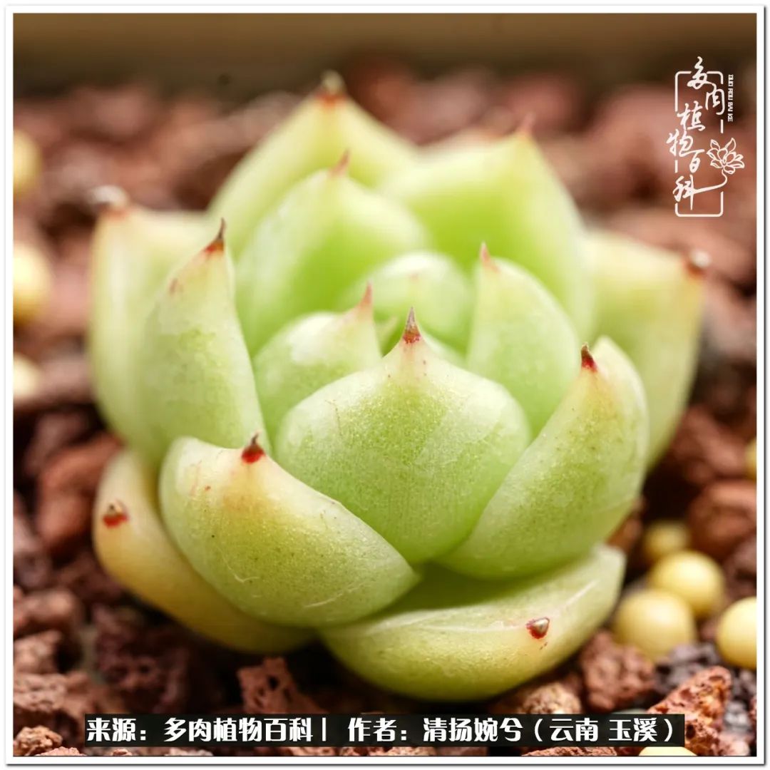 夏天好养颜值高的多肉,可爱的小多肉