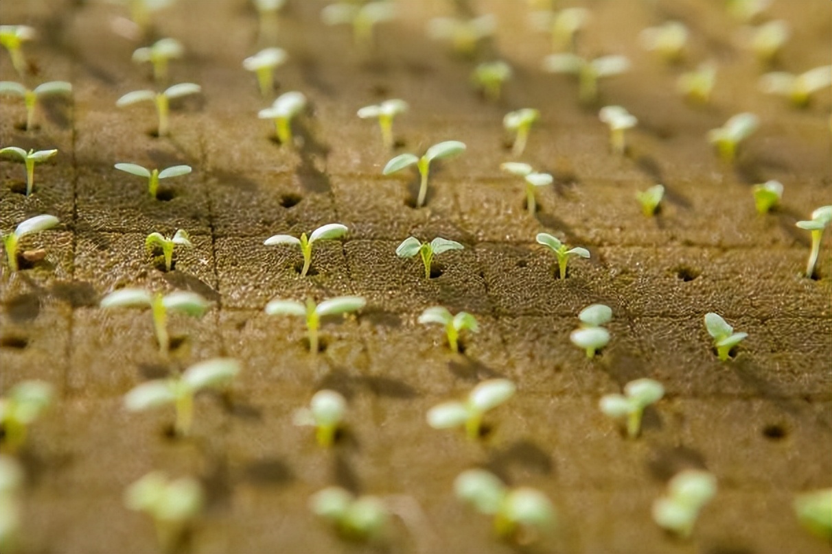 前锋中场后卫守门员各有几个人,前锋中场后卫守门员